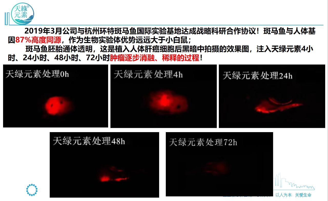 【天綠元素】斑馬魚實(shí)驗(yàn)